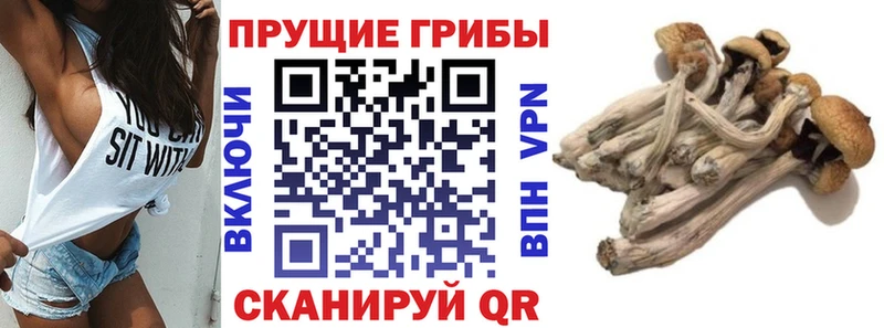 hydra ONION  Мураши  Галлюциногенные грибы мицелий 